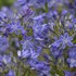 Agapanthus 'Little Galaxy' PPAF Galaxy Collection