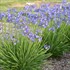 Agapanthus 'Little Galaxy' PPAF Galaxy Collection