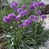 Armeria p. 'Ballerina Lilac'