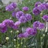 Armeria p. 'Ballerina Lilac'