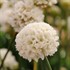 Armeria 'Ballerina White'
