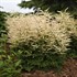 Aruncus 'Chantilly Lace' Goatsbeard