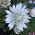 Astrantia ‘Sparkling Stars White’