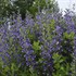 Baptisia 'Blueberry Sundae' DECADENCE Series