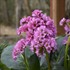 Bergenia 'Miss Piggy' PP32132 CPBRAF