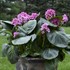 Bergenia 'Miss Piggy' PP32132 CPBRAF