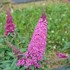 PUGSTER PINKER Butterfly bush Buddleia