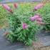 PUGSTER PINKER Butterfly bush Buddleia