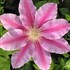 Clematis 'Bees Jubilee'