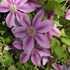 Clematis 'Bees Jubilee'