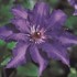 Blue Climador Clematis