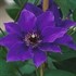 Blue Climador Clematis