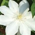 Clematis 'Candida'