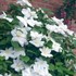 Clematis 'Candida'