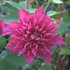 Clematis 'Fireflame'