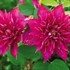 Clematis 'Fireflame'