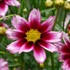 Coreopsis LI'L BANG Series 'Starstruck'
