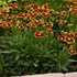 Coreopsis UpTick Red