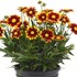 Coreopsis UpTick Red