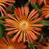 Delosperma Ocean Sunset Orange Vibe