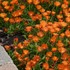 Delosperma Ocean Sunset Orange Vibe