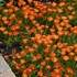 Delosperma Ocean Sunset Orange Vibe