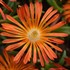 Delosperma Ocean Sunset Orange Vibe