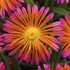 Delosperma hybrid Ocean Sunset™ Orange Glow