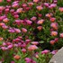 Delosperma hybrid Ocean Sunset™ Orange Glow