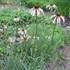 Echinacea angustifolia