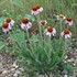 Echinacea angustifolia