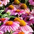 'Feeling Pink' Coneflower