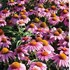 'Feeling Pink' Coneflower
