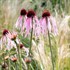 Echinacea pallida