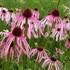 Echinacea pallida