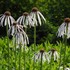 Echinacea pallida