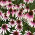 Echinacea 'Pretty Parasols'