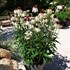 Echinacea 'Pretty Parasols'