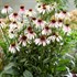 Echinacea 'Pretty Parasols'