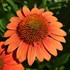 Echinacea Sombrero Fiesta Orange
