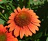 Echinacea Sombrero Fiesta Orange