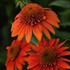 Echinacea Sombrero Fiesta Orange