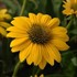 Echinacea Sombrero Poco Yellow
