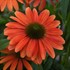 Echinacea Sombrero Tango Tangerine