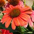 Echinacea Sombrero Tango Tangerine