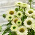Echinacea 'Sunseekers White Perfection'