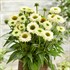 Echinacea 'Sunseekers White Perfection'