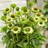 Echinacea SunSeekers Apple Green Coneflower