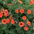 Geum RUSTICO Orange