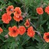 Geum RUSTICO Orange
